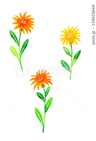 黄色&オレンジ色のオシャレな花 植物の手描き水彩イラスト素材 黄色&オレンジ色のオシャレな花 植物の手描き水彩イラスト素材 139029649