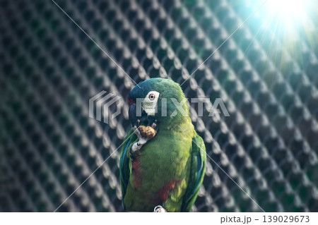 Variety of vividly vibrant colorful parrot Macaw sitting in dark background. Variety of vividly vibrant colorful parrot Macaw sitting in dark background. 139029673