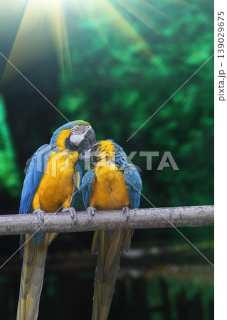 Variety of vividly vibrant colorful parrot Macaw sitting in dark background. 139029675