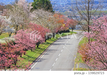 桜咲く春の安曇野 桜咲く春の安曇野 139029723
