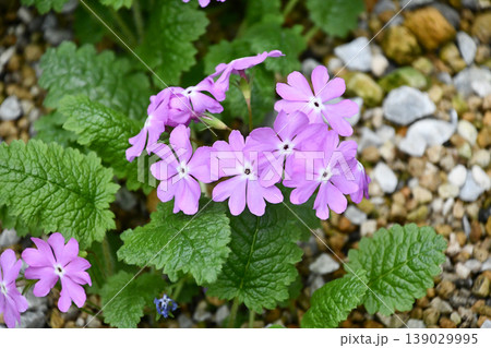 サクラソウ　Primrose 139029995