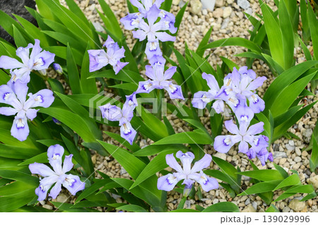 イリス・クリスタータ　Iris cristata 139029996