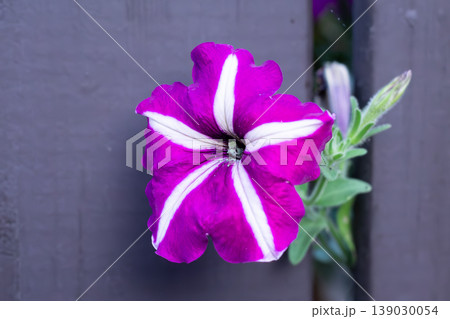 Pink Petunia Peeps Through A Fence Pink Petunia Peeps Through A Fence 139030054