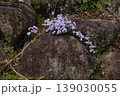 岩の間から生える小さな花 139030055
