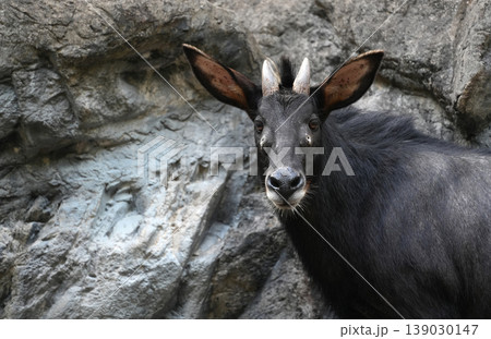 majestic serow standing on the rocks against a stone cliff background in a zoo majestic serow standing on the rocks against a stone cliff background in a zoo 139030147