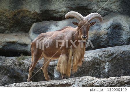 Barbary sheep (Aoudad) standing on rocky terrain looking at camera in zoo 139030149
