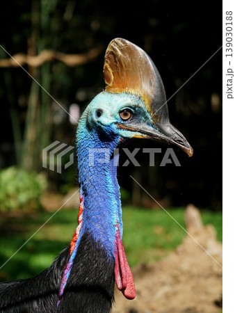 Close-up portrait of a Southern cassowary Close-up portrait of a Southern cassowary 139030188