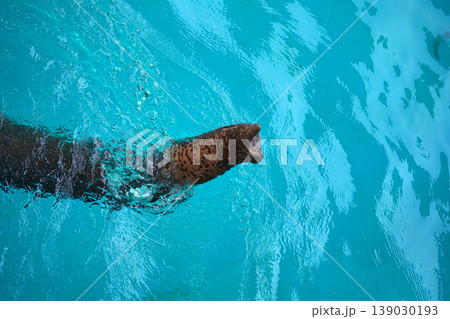 Asian elephant swimming and diving underwater in a clean blue poo Asian elephant swimming and diving underwater in a clean blue poo 139030193