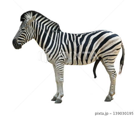 Zebra isolated on white background 139030195