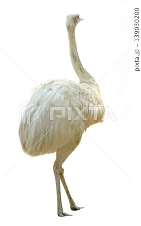 Greater Rhea (Rhea americana) standing isolated 139030200