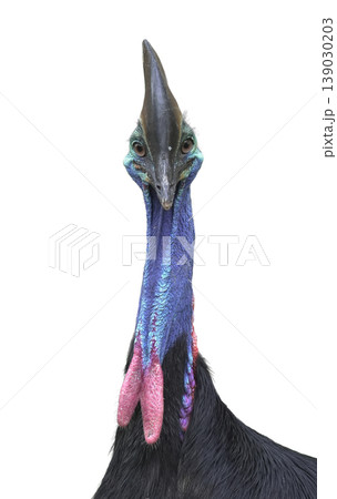 Close-up portrait of a Southern cassowary isolated 139030203
