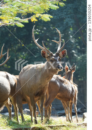 Majestic male Sambar deer with large antlers standing in a zoo enclosure Majestic male Sambar deer with large antlers standing in a zoo enclosure 139030204