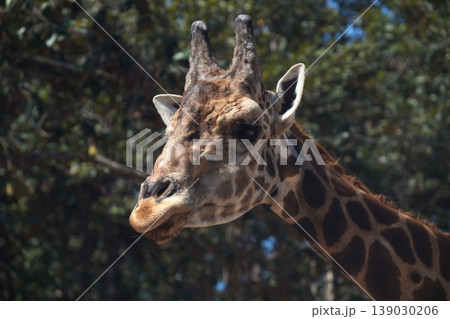 giraffe head with lush green tree canopy background giraffe head with lush green tree canopy background 139030206
