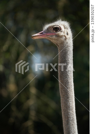 Close up portrait of an ostrich head with large eyes and beak Close up portrait of an ostrich head with large eyes and beak 139030207