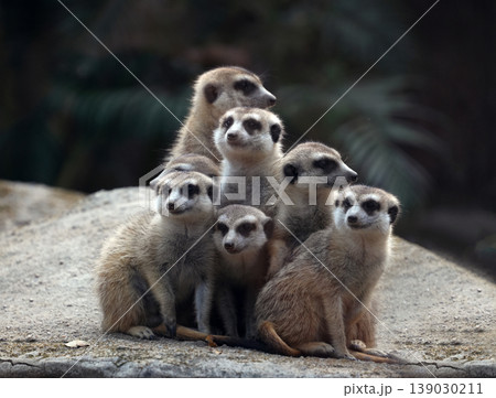 A group of meerkats standing on a rock acting as sentries in the savannah 139030211