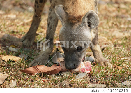potted hyena carrying a piece of raw meat in its mouth potted hyena carrying a piece of raw meat in its mouth 139030216