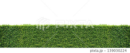 Green hedge isolated on white background 139030224