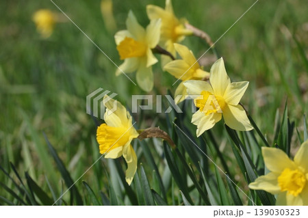 春の野原に咲くスイセンの花 春の野原に咲くスイセンの花 139030323