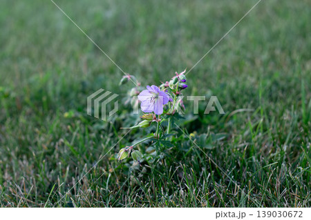 Meadow Geranium Growing Alone And Isolated In A Lawn 139030672