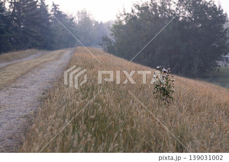 Bull Thistle Languishes In The Dry Brown Grass During Wildfire Season Bull Thistle Languishes In The Dry Brown Grass During Wildfire Season 139031002