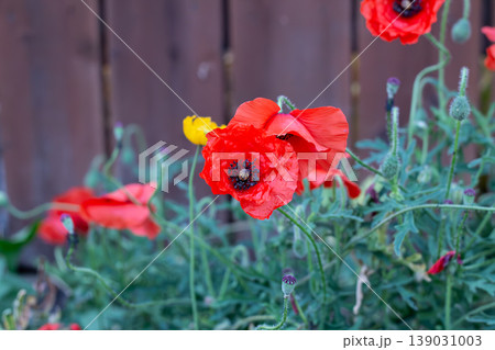 Bright Scarlet Red Oriental Poppies By Wooden Backyard Fence 139031003