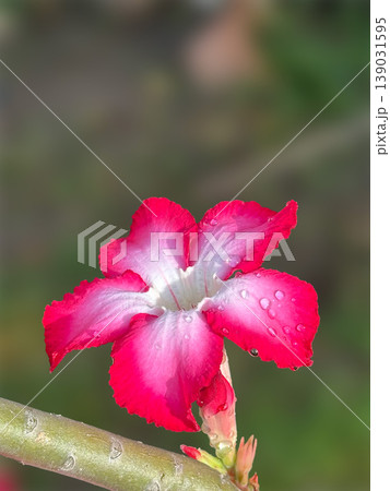 Flower of Pink Adenium, Close-up of adenium obesum, desert flowers Flower of Pink Adenium, Close-up of adenium obesum, desert flowers 139031595
