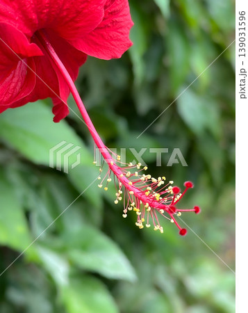 red hibiscus flowers on green grass background red hibiscus flowers on green grass background 139031596