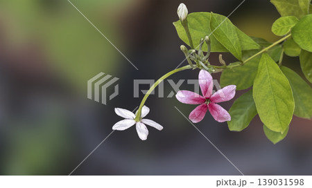 pink and white flowers, Fragrant flowers change color of Rangoon creeper pink and white flowers, Fragrant flowers change color of Rangoon creeper 139031598