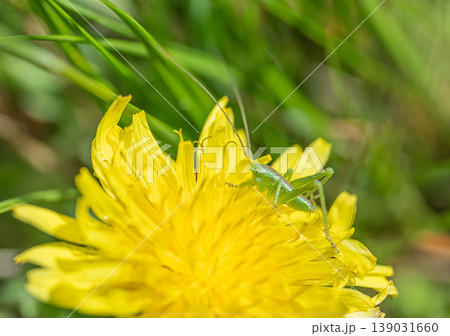 タンポポの花粉を食べるヤブキリ幼虫 タンポポの花粉を食べるヤブキリ幼虫 139031660