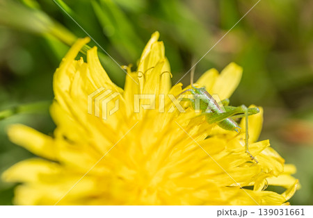 タンポポの花粉を食べるヤブキリ幼虫 139031661