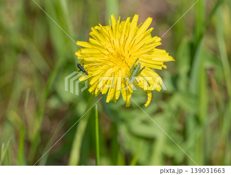 タンポポの花粉を食べるヤブキリ幼虫 139031663