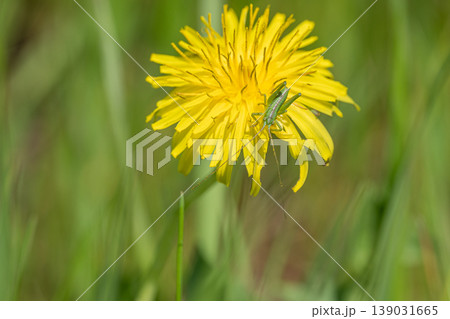タンポポの花粉を食べるヤブキリ幼虫 139031665