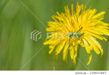 タンポポの花粉を食べるヤブキリ幼虫 タンポポの花粉を食べるヤブキリ幼虫 139031667