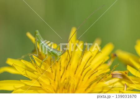 タンポポの花粉を食べるヤブキリ幼虫 139031670