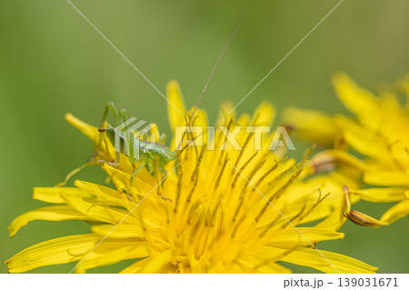 タンポポの花粉を食べるヤブキリ幼虫 タンポポの花粉を食べるヤブキリ幼虫 139031671