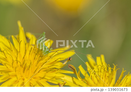 タンポポの花粉を食べるヤブキリ幼虫 139031673