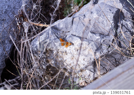 A Little Orange Butterfly, The Satyr Comma Basks In Autumn Sunlight 139031761