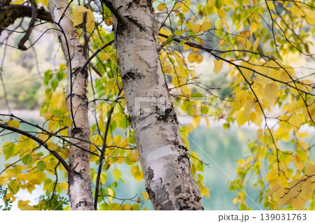 Falltime Paper Birch Trees In The River Valley Falltime Paper Birch Trees In The River Valley 139031763