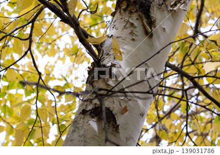 Background Of Paper Birch And Yellow Fall Foliage Background Of Paper Birch And Yellow Fall Foliage 139031786