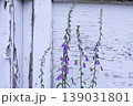 Creeping Bellflower Next To Peeling White Paint 139031801