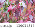 Red Osier Dogwood Leaves In Red And Green Colors Of Autumn 139031814