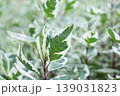 Detailed Macro View Of Ivory Halo Dogwood Leaf 139031823