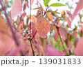 Autumn Foliage And White Berries Of Red Osier Dogwood  139031833