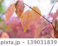 Red Osier Dogwood And Fading Falltime Foliage 139031839