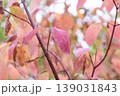 Red Leaves And Red Branches Of Red Osier Dogwood 139031843