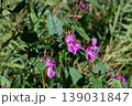 Exotic Himalayan Balsam And Its Unusual Pink Flowers 139031847