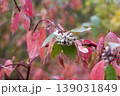 Autumn Foliage And White Berries Of Red Osier Dogwood  139031849