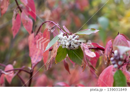 Autumn Foliage And White Berries Of Red Osier Dogwood  139031849