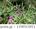 Exotic Himalayan Balsam And Its Unusual Pink Flowers 139031851