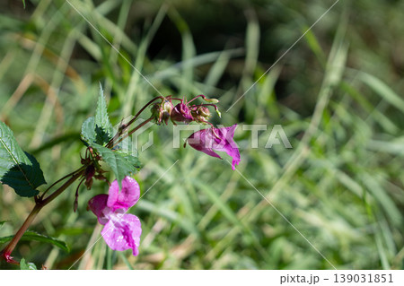 Exotic Himalayan Balsam And Its Unusual Pink Flowers 139031851